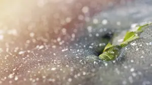 Full Frame Winter Scene Drucke: Green leaf breaks through the ice