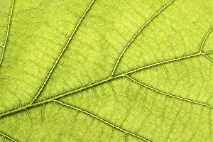 Green Leaf Close Up Drucke: Green leaf close up