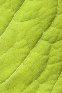 No People Close Shot Drucke: Green leaf close up