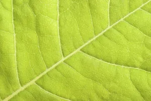 Empty Landscape With Plants Drucke: Green leaf close up