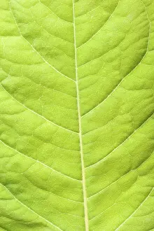 Green Plant Details Drucke: Green leaf close up