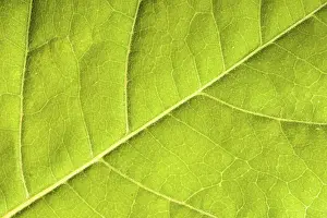 Deserted Plant Section Drucke: Green leaf close up