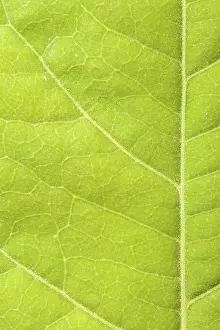 Close Up Green Leaf Drucke: Green leaf close up
