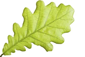 Close Up Leaf Drucke: Green leaf close up