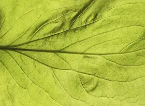 Backlit Plant Photography Drucke: Green leaf close up texture. Abstract spring background