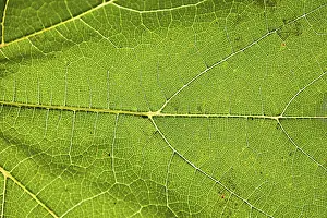 Close Up Nature Shots Drucke: Green leaf close up with vein structure