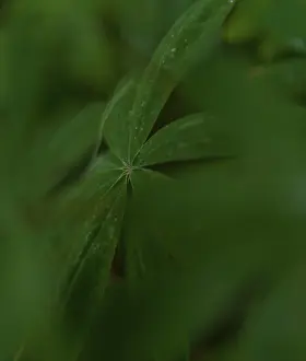 American Nature Photography Drucke: Green leaf in dense undergrowth
