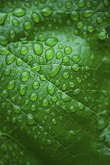 Close View Of A Leaf Drucke: Green leaf and dew. Close up dew background