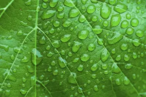 Close View Of Dew Drops Drucke: Green leaf and dew. Close up dew background