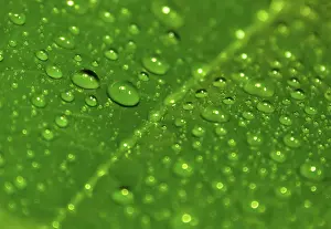 Deserted Industrial Building Drucke: Green leaf with drops of water