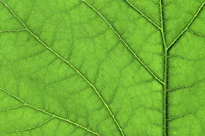 Uninhabited Plant Life Drucke: Green leaf macro
