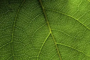 Green Leaf Macro Drucke: Green leaf macro