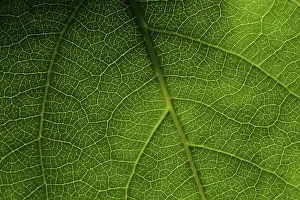 Green Leaf Macro Drucke: Green leaf macro