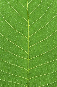 Green Leaf Macro Photography Drucke: Green leaf macro