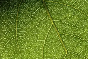 Green Leaf Macro Drucke: Green leaf macro