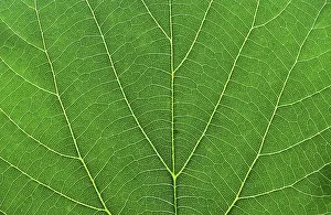 Green Leaf Macro Photography Drucke: Green leaf macro