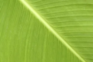 Green Leaf Macro Drucke: Green leaf macro, for backgrounds or textures