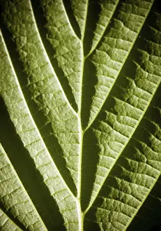 Close Up Nature Shots Drucke: Green leaf macro with deep shadows from viens