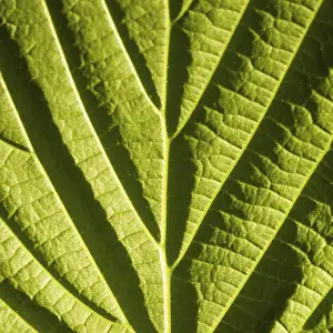 Macro Leaf Photography Drucke: Green leaf macro with deep shadows from viens