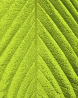 Green Leaf Close Up Drucke: Green leaf macro shot