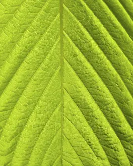 Close Up Nature Photography Drucke: Green leaf macro shot