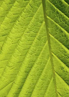 Deciduous Tree Leaves Drucke: Green leaf macro shot
