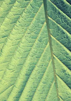 Deciduous Tree Images Drucke: Green leaf macro shot