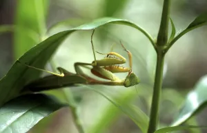 Wildlife Macro Photography Drucke: Green leaf mantis no.1