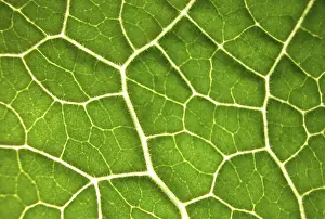 Colourful Nature Photography Drucke: Green leaf, structure