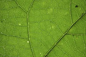 Deserted Green Landscape Drucke: Green leaf texture