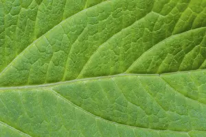 Natural Scientific Images Drucke: Detail of green leaf texture
