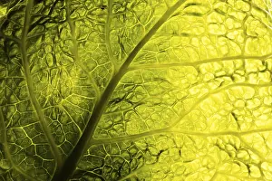 Green Leaf Texture Drucke: Green leaf texture