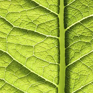 Nature Patterns Drucke: Green leaf texture. Abstract spring background