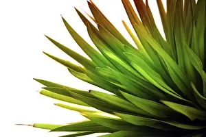 Natural Scientific Research Images Drucke: Green leafs for background, soft focus