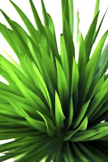 Natural Scientific Images Drucke: Green leafs for background, soft focus