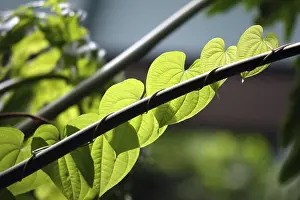 Botany Nature Photography Drucke: Green leaves