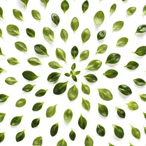 Isolated Green Leaves Drucke: Green leaves pattern from fresh thyme leaf