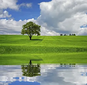 Oak Tree Landscape Drucke: Green line