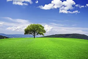 Oak Tree Landscape Drucke: Green line