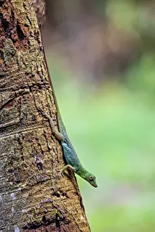 Grüner Anolis Drucke: Ein grüner Eidechse klettert senkrecht an einem Baumstamm empor gegen einen verschwommenen Hintergrund