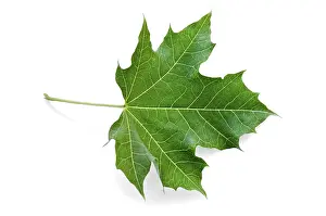 Isolated On White Background Drucke: Green maple leaf isolated on white background