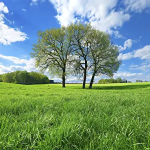 Green Meadow Drucke: Green meadow with group of trees in spring