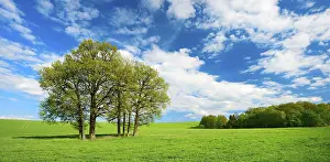 Green Meadow Drucke: Green meadow with group of trees in spring