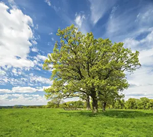 Green Meadow Drucke: Green meadow with group of trees in spring