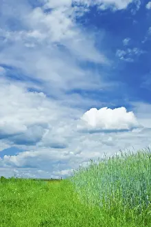 Meadow Landscape Photography Drucke: Green meadow, landscape