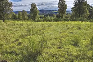 Green Meadow Drucke: Green meadow with trees and cloudy sky