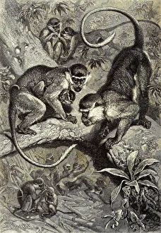 Historic Animal Depictions Drucke: Green monkey, Western green monkey (Cercopithecus) sabaeus