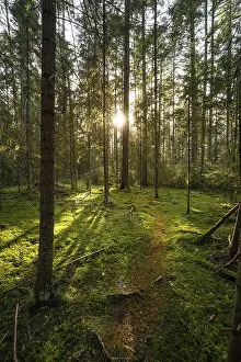 Central Europe Hiking Paths Drucke: Green path with sun in the Black Forest