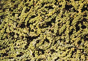 Green Pepper Drucke: Green pepper