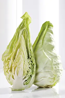 Brassicaceae Plant Species Drucke: Green pointed cabbage